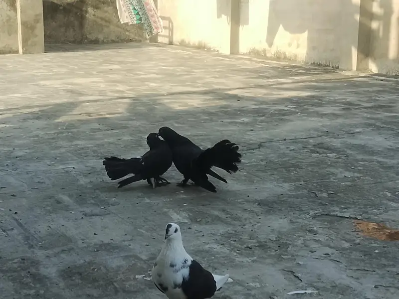 fancy kabooter lucky and others mix