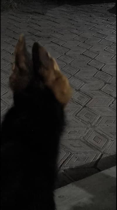 German shepherd puppy for sale contact me 03715630091 what's pp