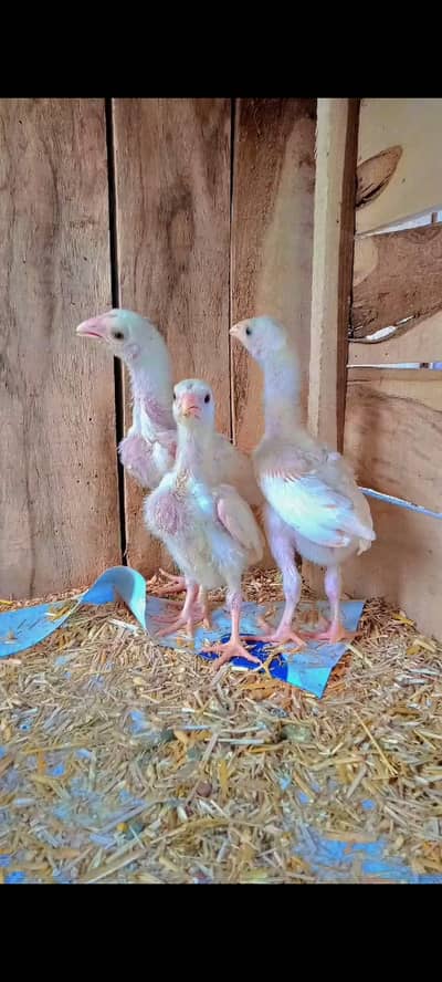 Heera aseel chickes for sale