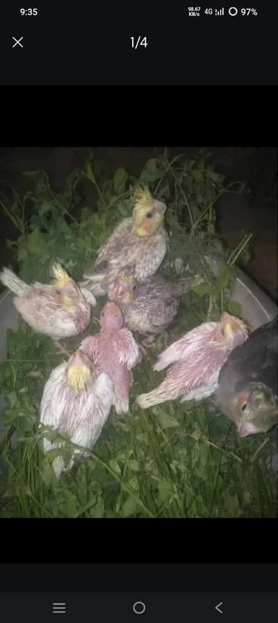 Cocktail for sale