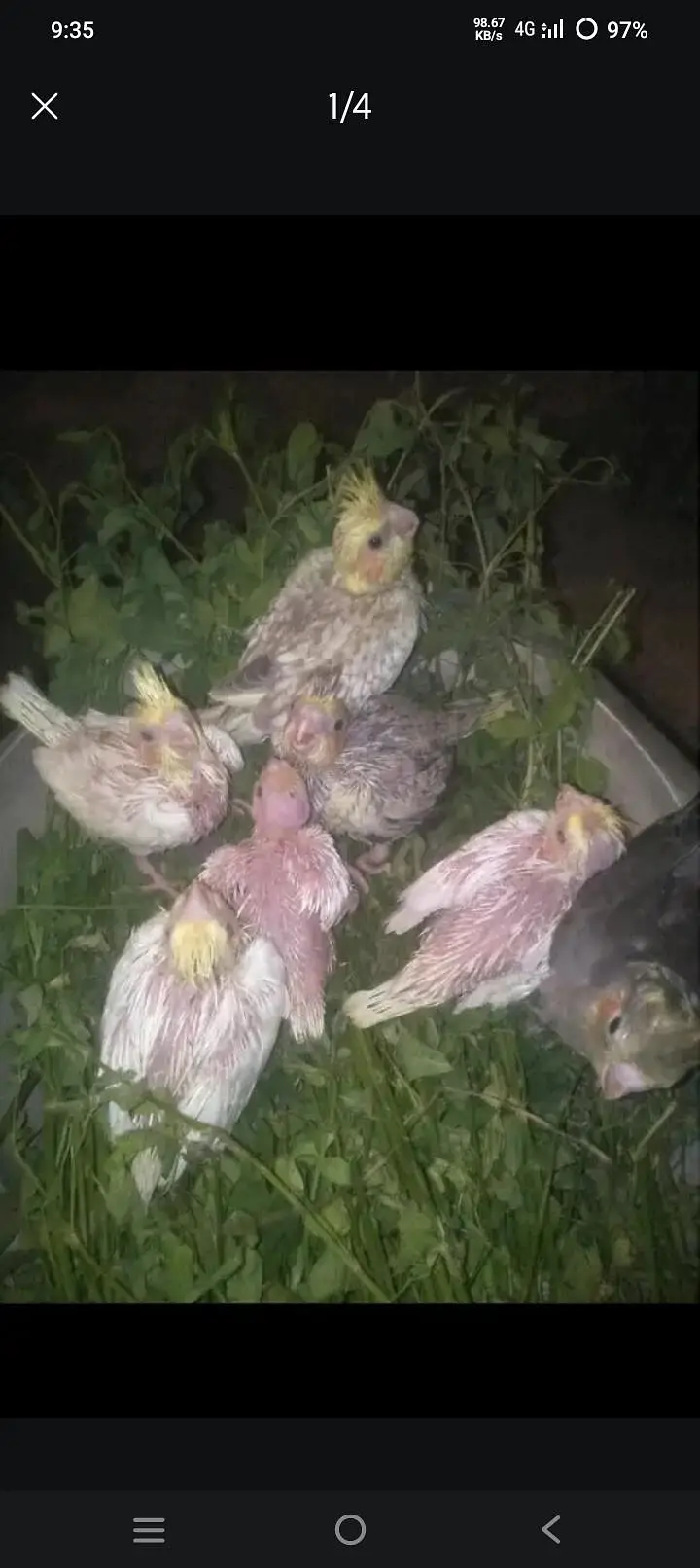 Cocktail for sale