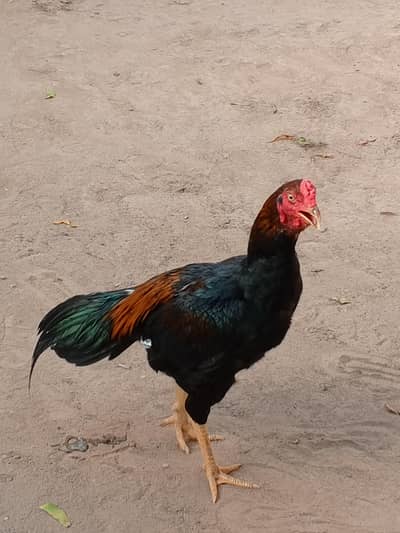 thai game aseel patha