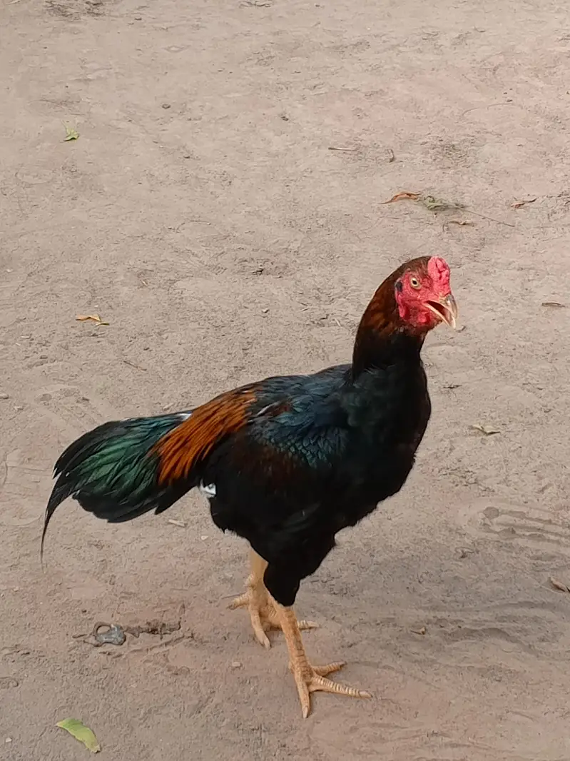 thai game aseel patha