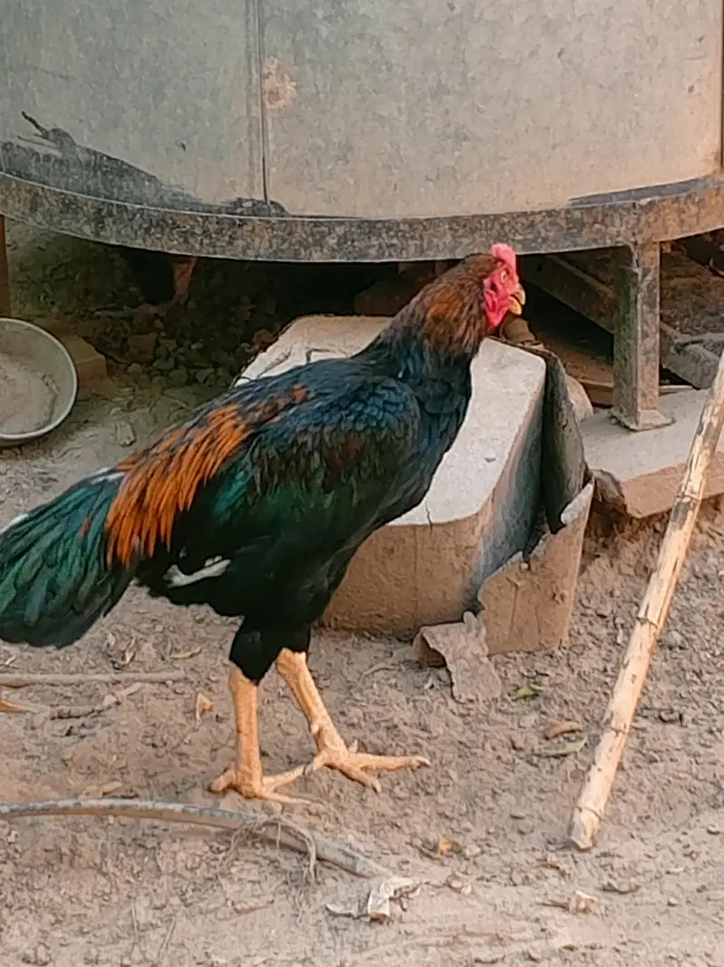 thai game aseel patha — photo 2