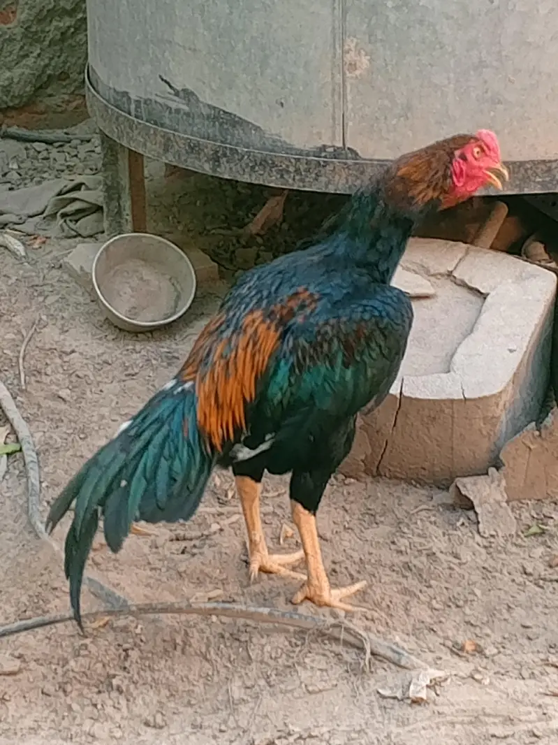 thai game aseel patha — photo 3