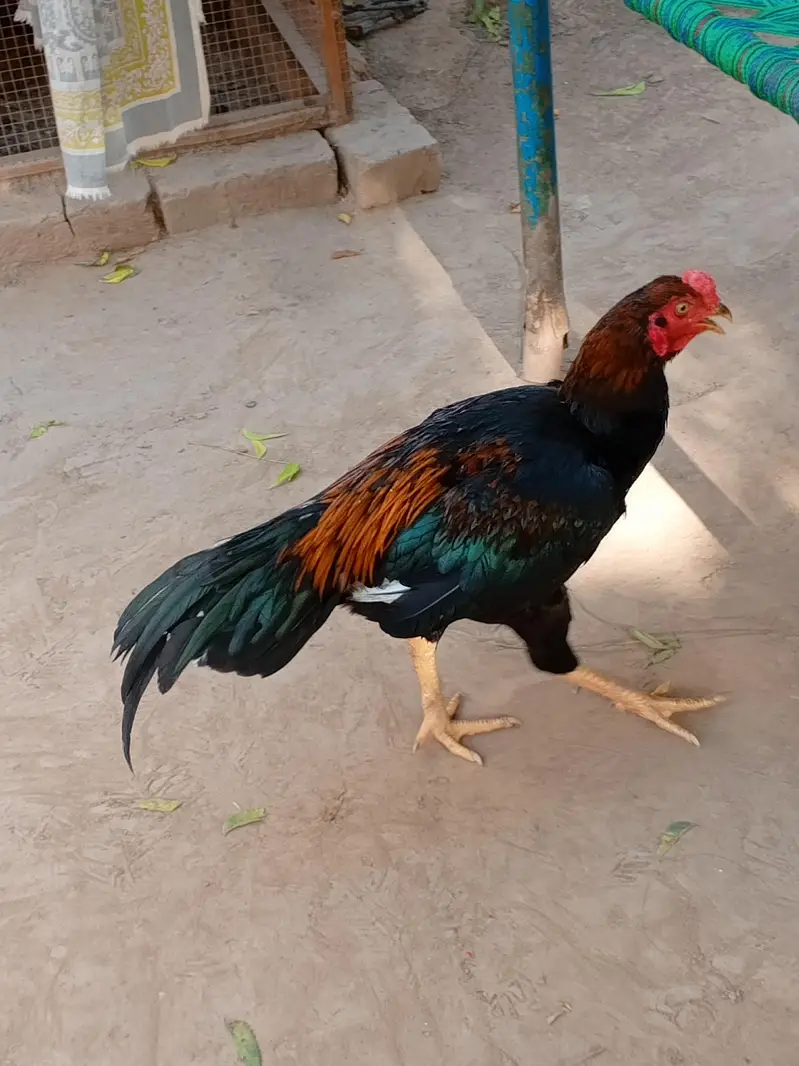thai game aseel patha — photo 4