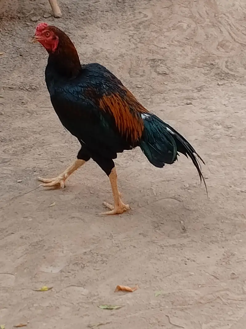 thai game aseel patha — photo 5