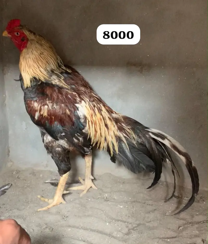 Top quality mianwali  2 aseel ak ha or sawa — photo 2