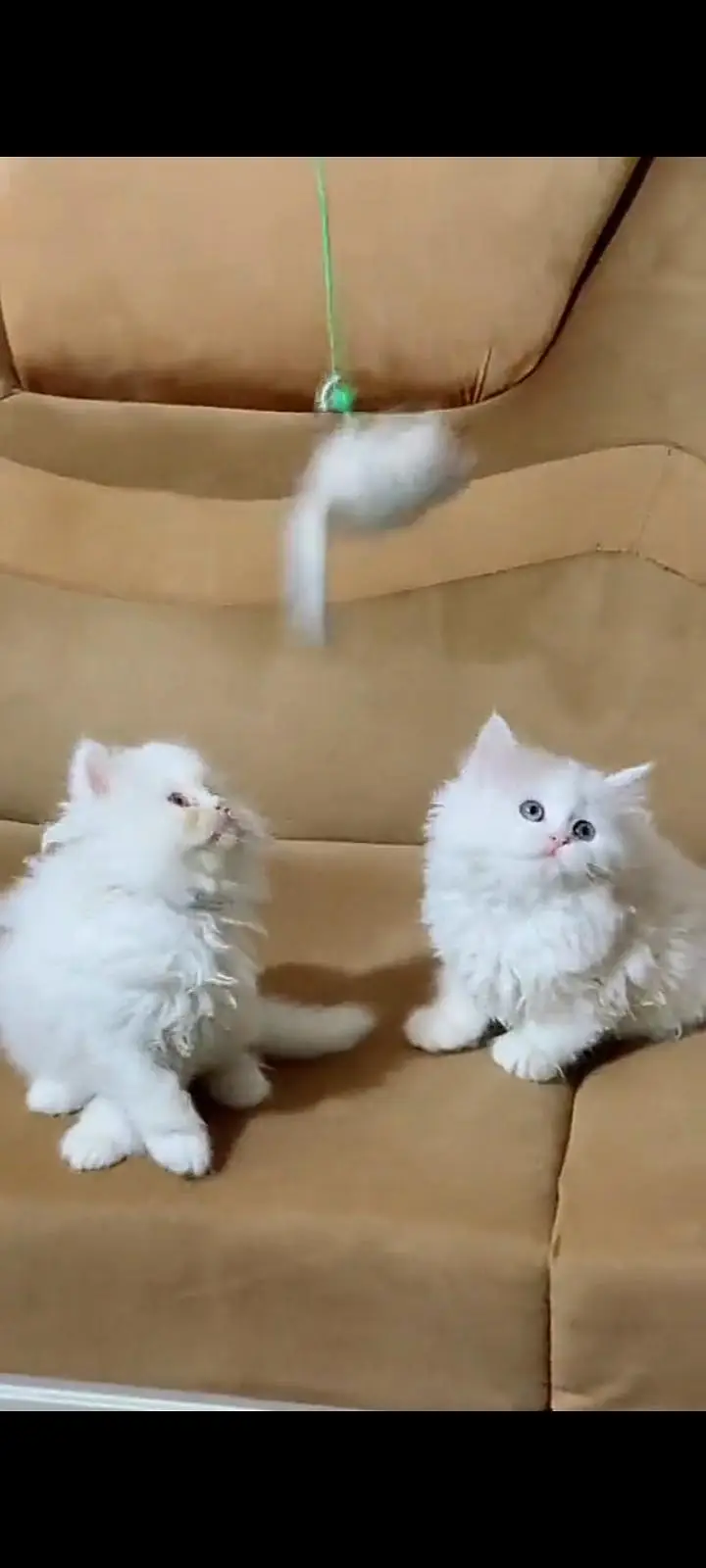 Quality Persian cat & Kittens Male & female    0323 0930380 WhatsApp