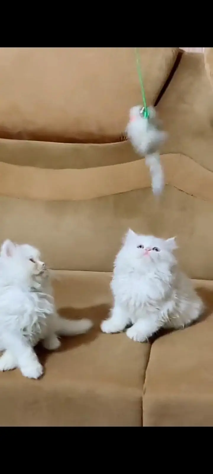 Quality Persian cat & Kittens Male & female    0323 0930380 WhatsApp — photo 2