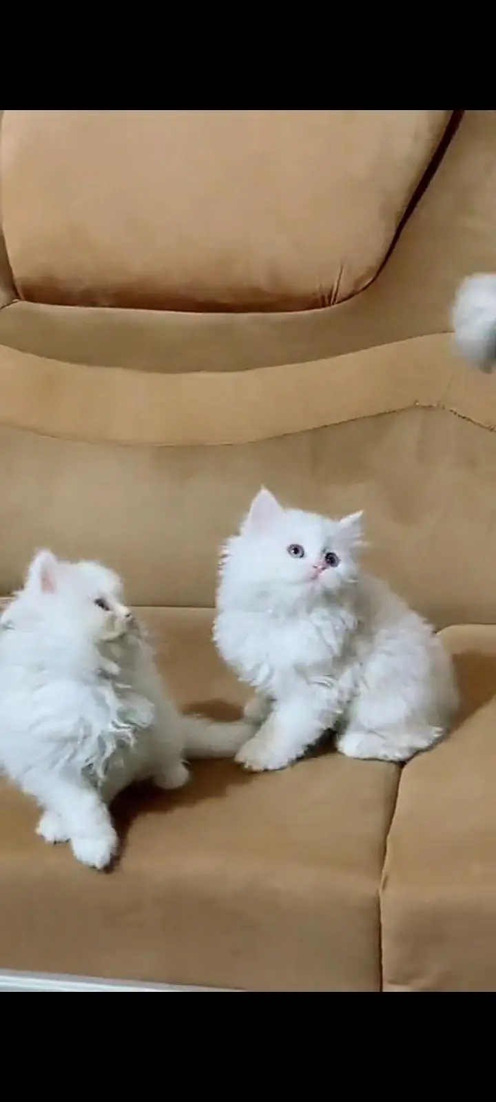 Quality Persian cat & Kittens Male & female    0323 0930380 WhatsApp — photo 3