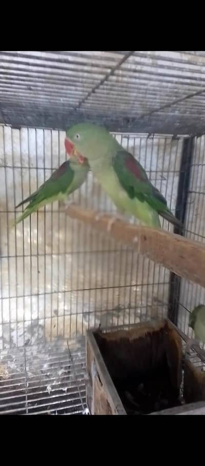 raw 2 fmls 4 years age for in rawlpindi cargo available