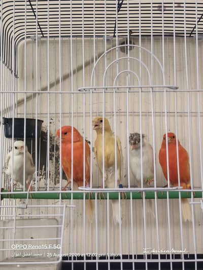 canary finch 2 pair