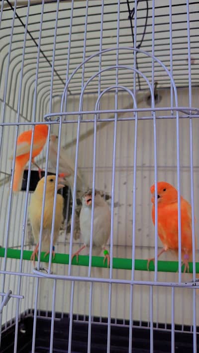 canary finch 2 pair