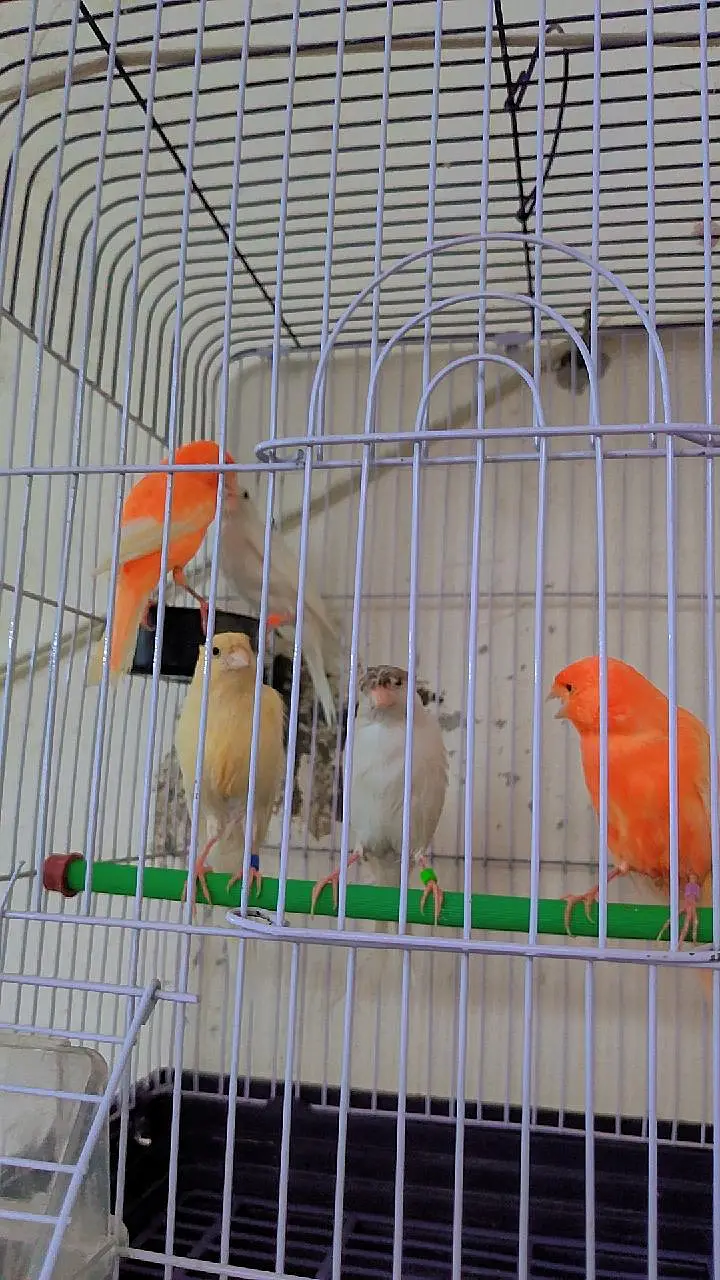 canary finch 2 pair — photo 2