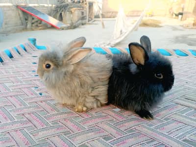 fancy angora rabbit black female blackmail and brown well available