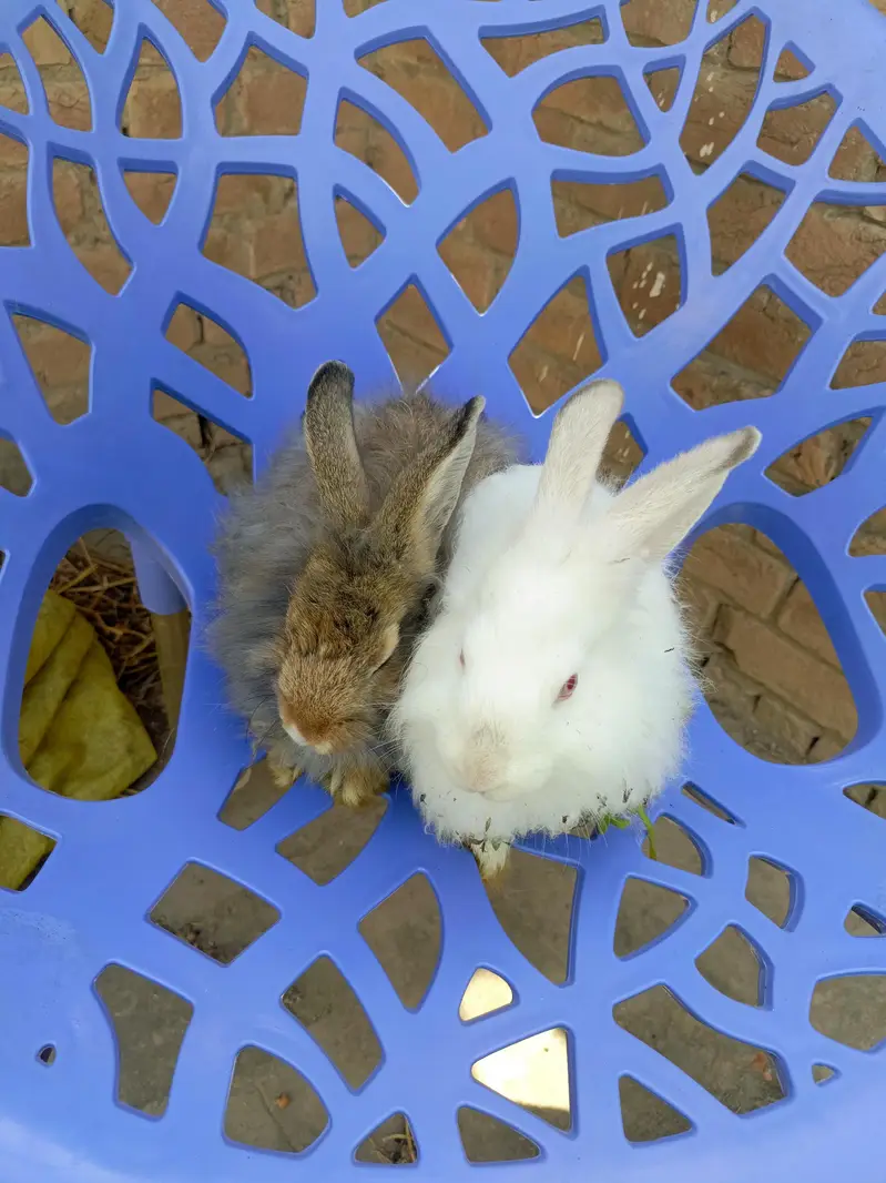 fancy angora rabbit black female blackmail and brown well available — photo 2