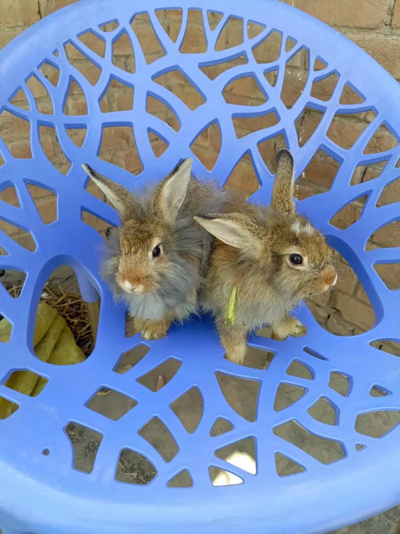 fancy angora rabbit black female blackmail and brown well available — photo 3