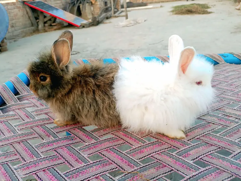 fancy angora rabbit black female blackmail and brown well available — photo 4
