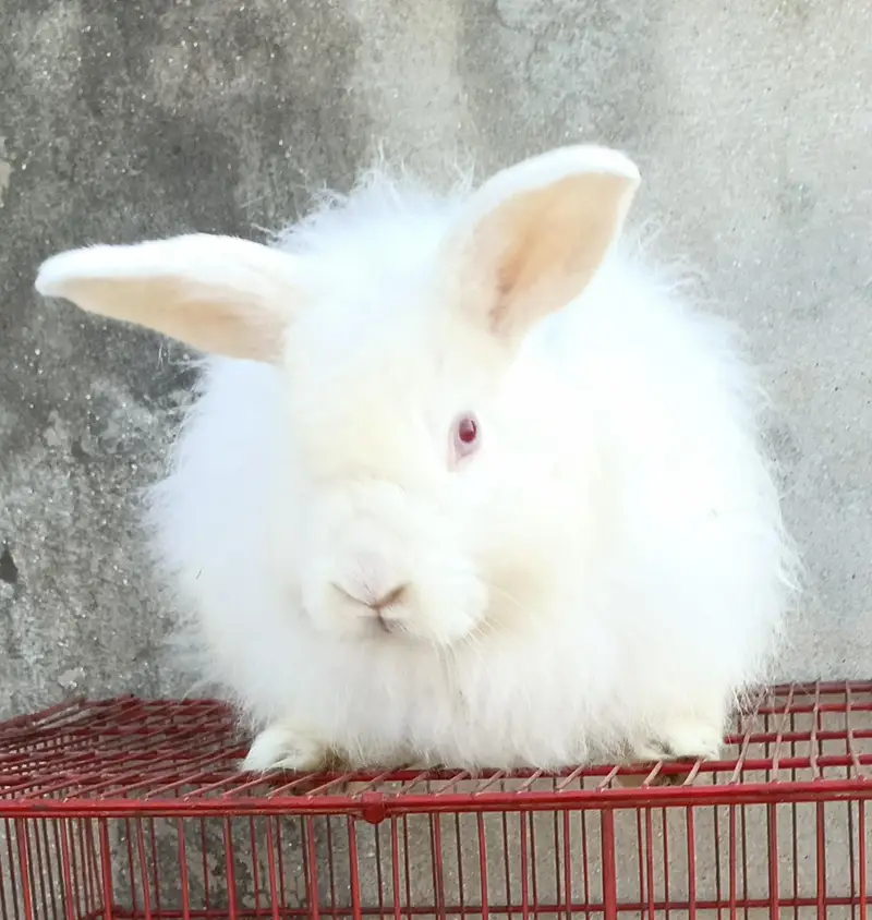fancy angora rabbit black female blackmail and brown well available — photo 5