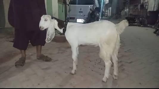 Bakra