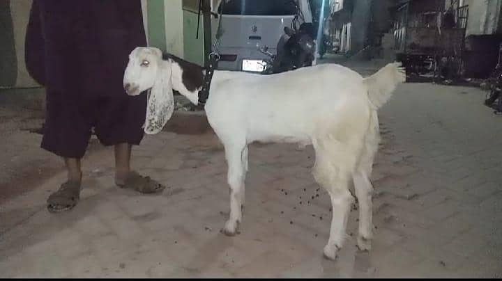 Bakra 0