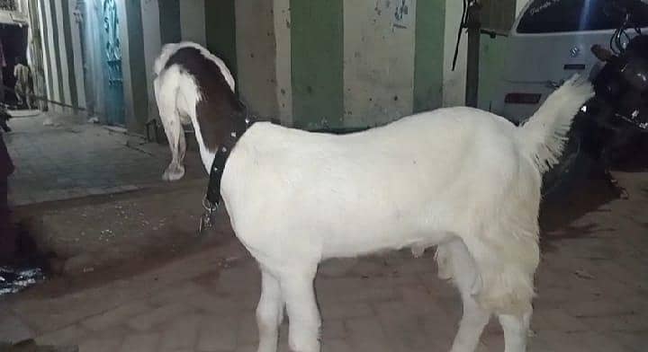 Bakra 1