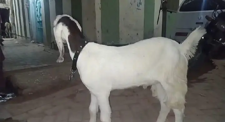 Bakra — photo 2