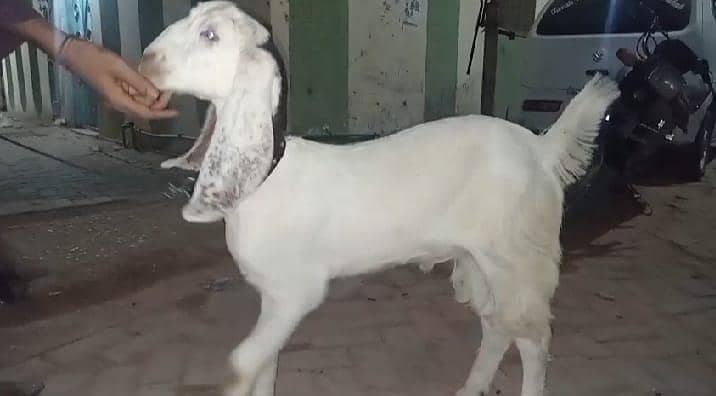 Bakra 2