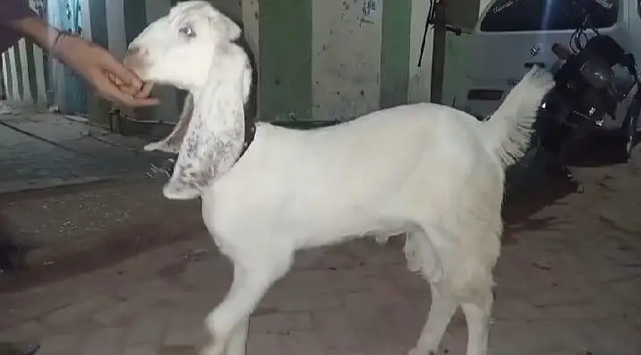 Bakra — photo 3