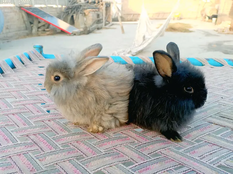 fancy angora rabbit black female blackmail and brown well available