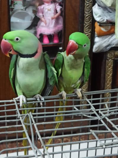 Raw Breeder Pair for sell