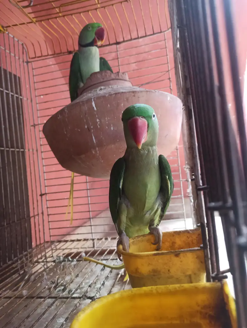 Raw Breeder Pair for sell — photo 2