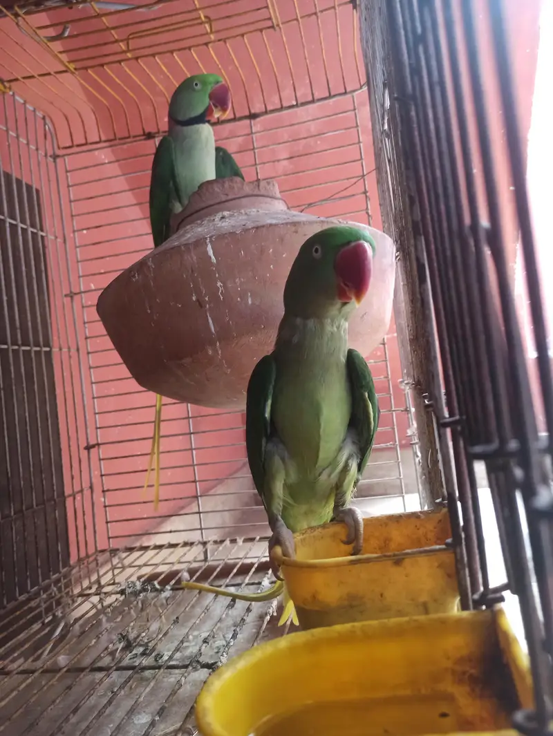 Raw Breeder Pair for sell — photo 3