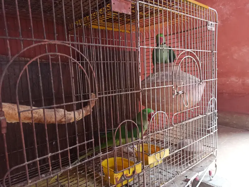Raw Breeder Pair for sell — photo 4