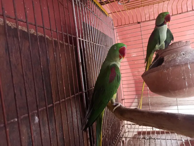 Raw Breeder Pair for sell — photo 5