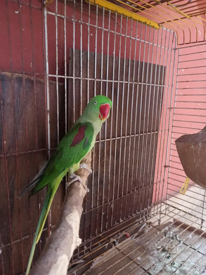 Raw Breeder Pair for sell — photo 6