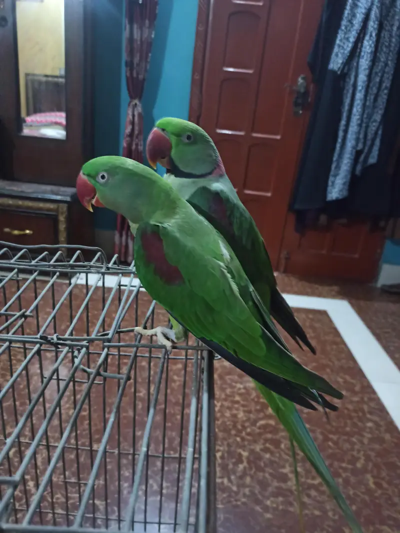 Raw Breeder Pair for sell — photo 7