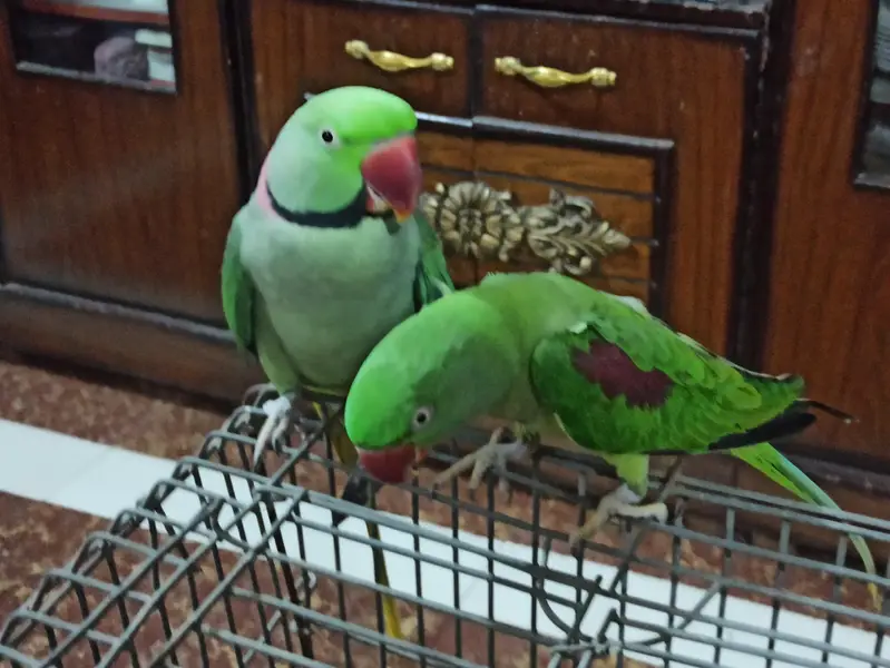 Raw Breeder Pair for sell — photo 8
