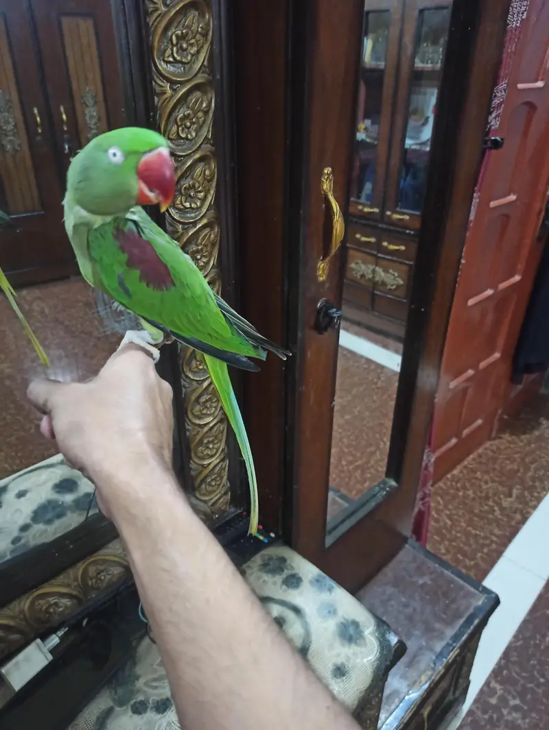 Raw Breeder Pair for sell — photo 9