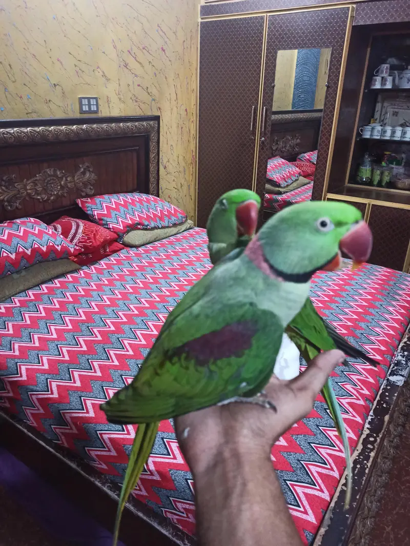Raw Breeder Pair for sell — photo 10