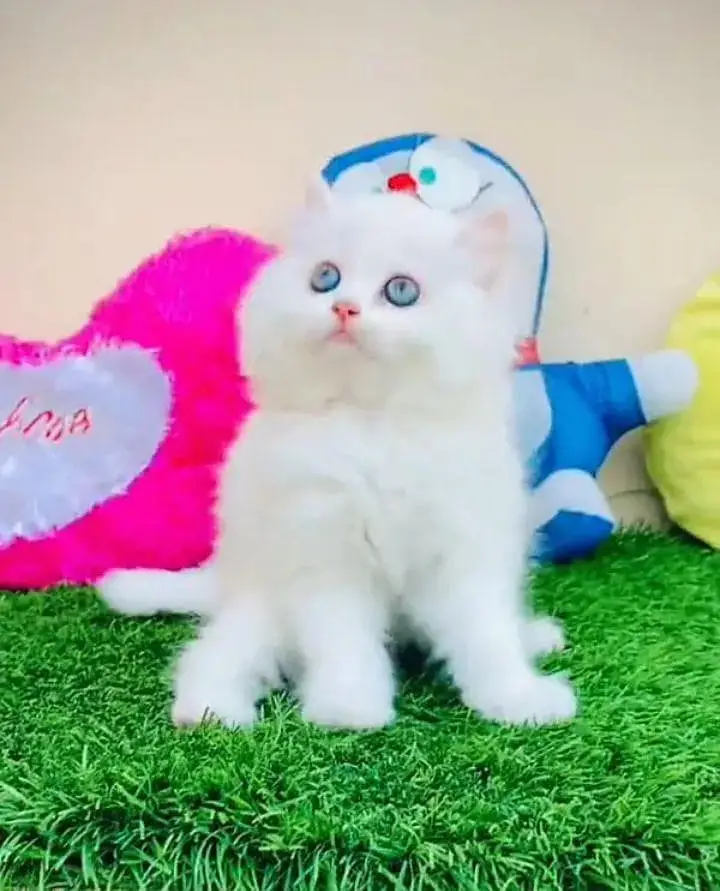 Persian cat for sale male or female my WhatsApp33/73/76/39/17 — photo 3