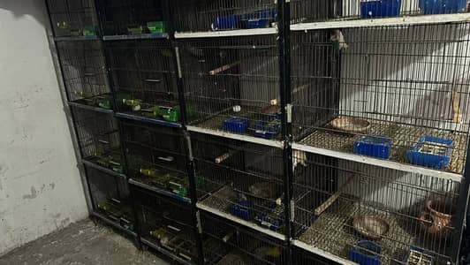 Metal cage best for all type of birds.