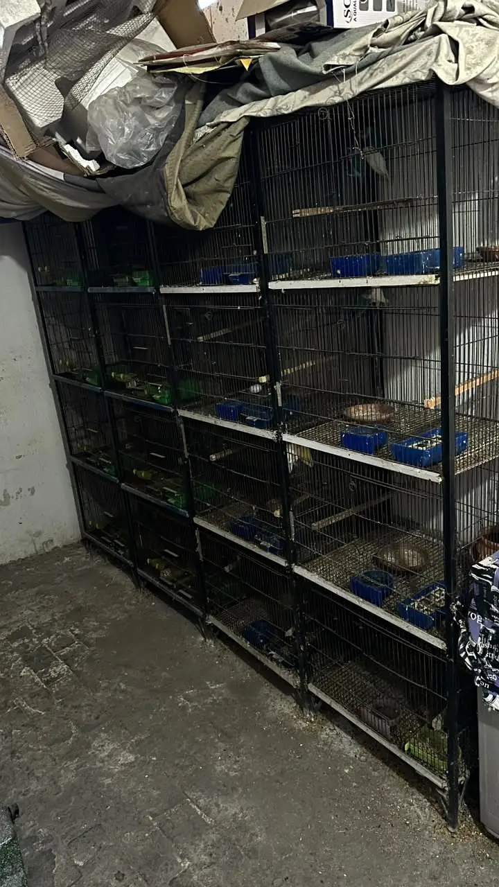Metal cage best for all type of birds. — photo 2