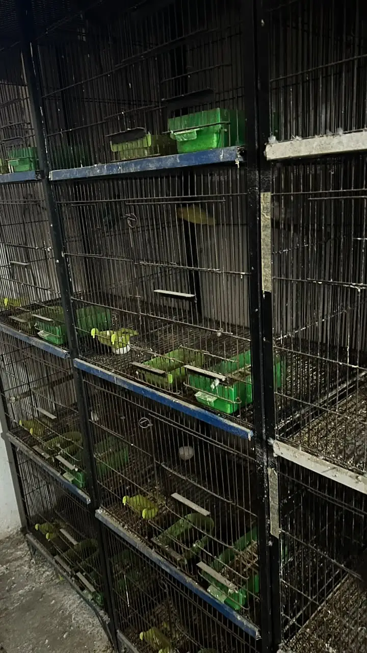 Metal cage best for all type of birds. — photo 3