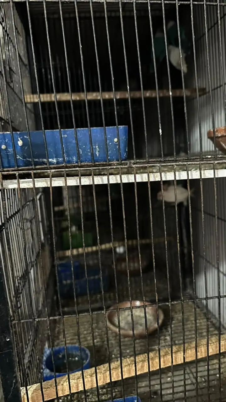 Metal cage best for all type of birds. — photo 4