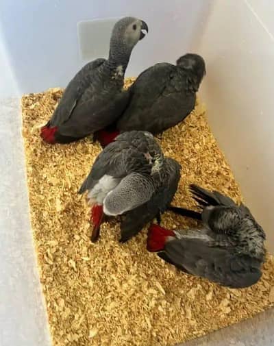 African Grey Parrot checks for0319%5056319