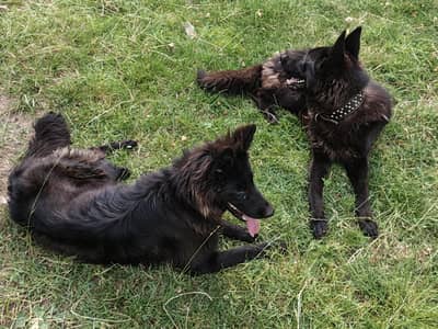 Black shepherd non pedigree
