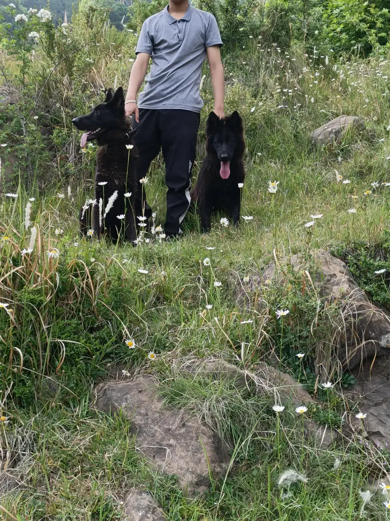 Black shepherd non pedigree — photo 2