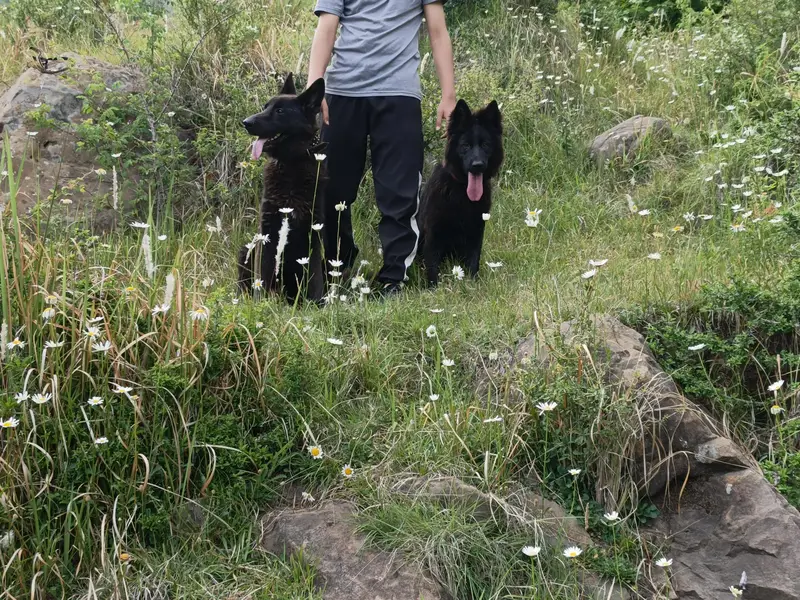 Black shepherd non pedigree — photo 3